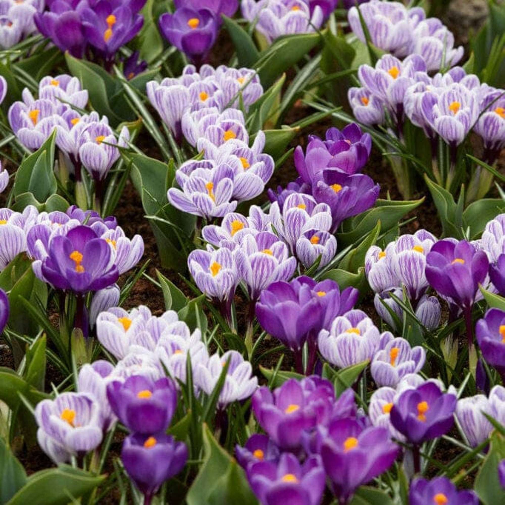 Krokusmischung 'Spring Stripes'